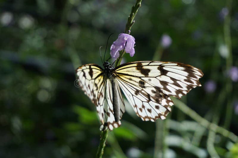 Butterfly World, Florida