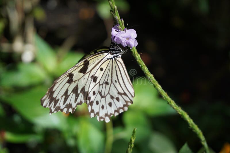 Butterfly World, Florida