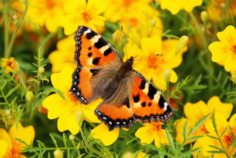 The butterfly on yellow colors