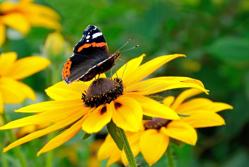 Colorful Butterfly on Flower Stock Photo Image of coloured, closeup