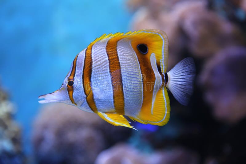 Butterflyfish Di Copperband Fotografia Stock Immagine di farfalla