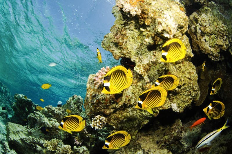 butterflyfish szop pracz zdjęcie stock butterflyfish szop pracz zdjęcie stock