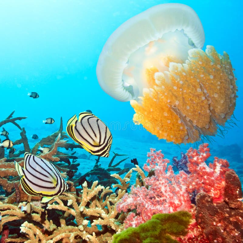 Brain Coral with Colorful Sea Sponges and Fish Stock Image Image of