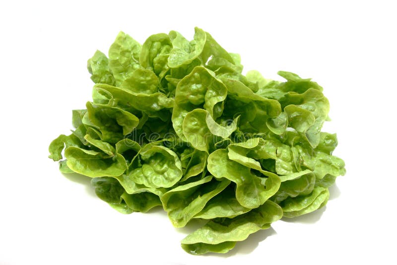 Butterhead Lettuce Soup Stock Photos Free & RoyaltyFree Stock Photos