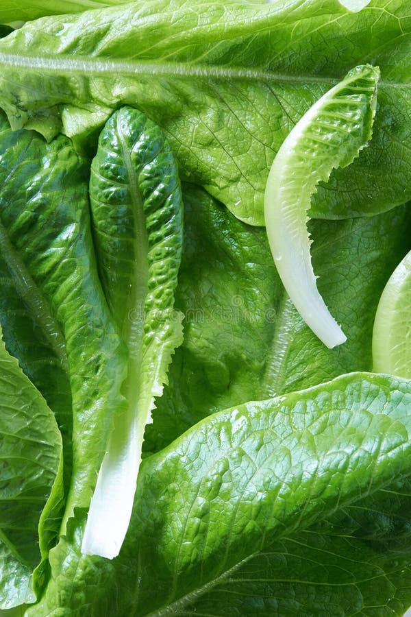 Butterhead lettuce stock photo. Image of salad, natural 38671672