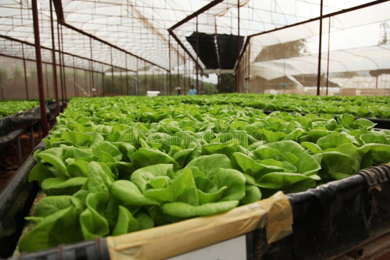 Butterhead lettuce farm stock photo. Image of garden 16799086