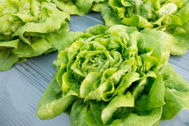 Butterhead lettuce stock image. Image of nutrition, ecology 72108125