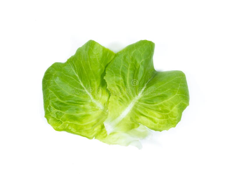 Butterhead Lettuce Leaf on White Background Stock Photo Image of head