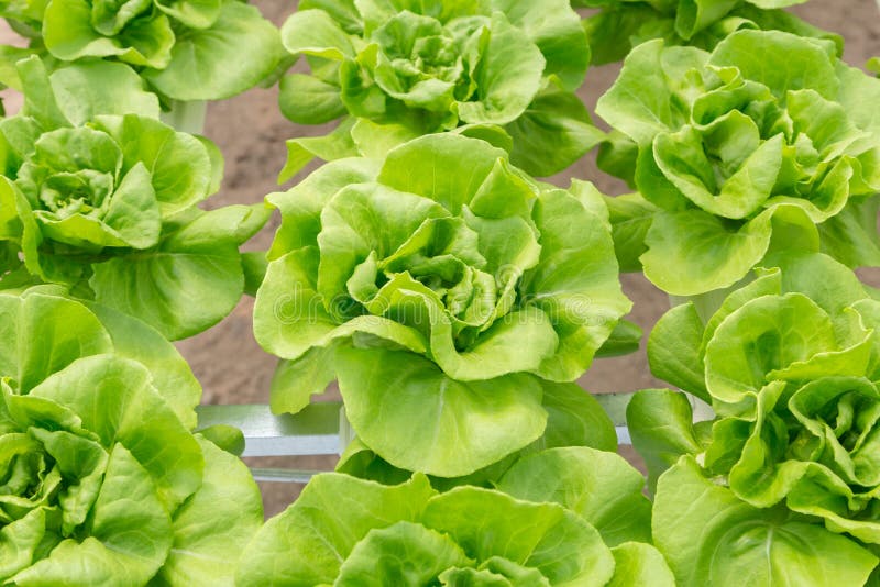 Butterhead Lettuce Salad Plant in the Hydroponic System Stock Photo