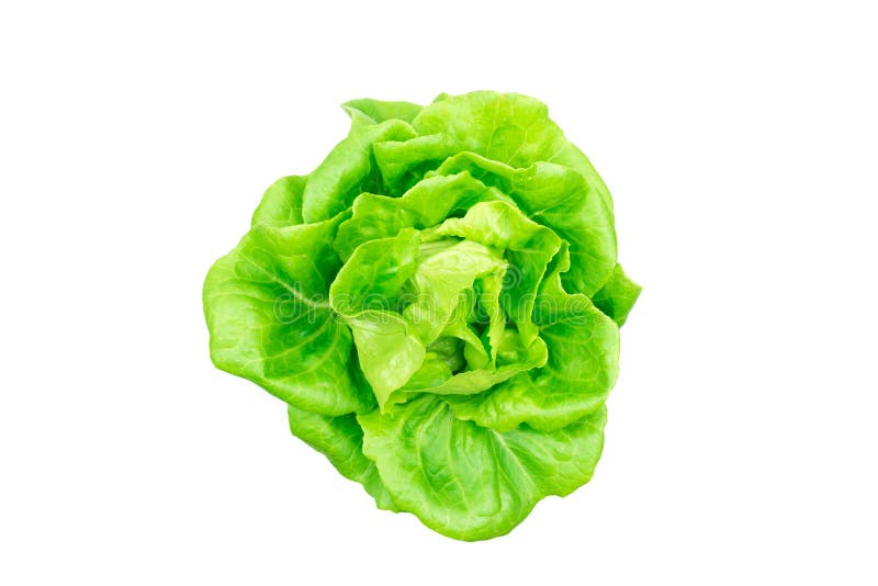 Butterhead lettuce stock photo. Image of butterhead, organic 84180942