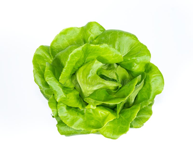 Butterhead Lettuce Vegetable on White Background Stock Image Image of