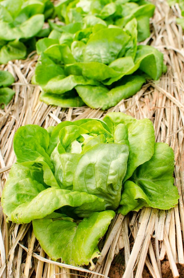 Butterhead stock image. Image of farm, butterhead, salad 62934541