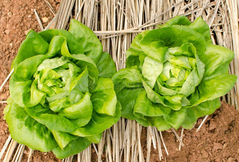 Butterhead stock image. Image of nature, organic, vegetarian 62934609