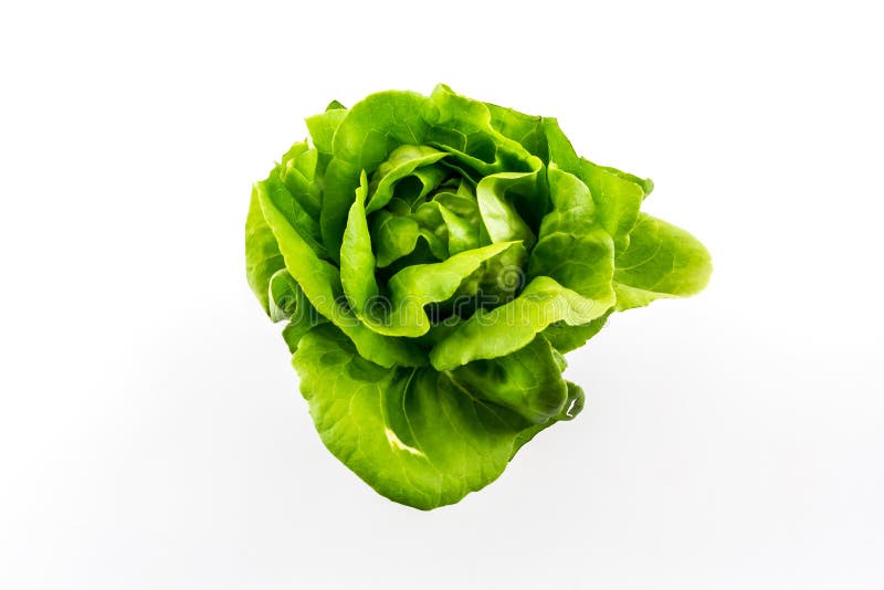 ButterheadSalatgem?se Im Plan Wachsen Stockfoto Bild von