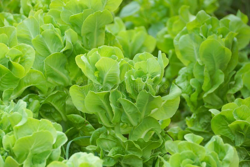 Butterhead vegetable stock photo. Image of garden, leaf 90253774