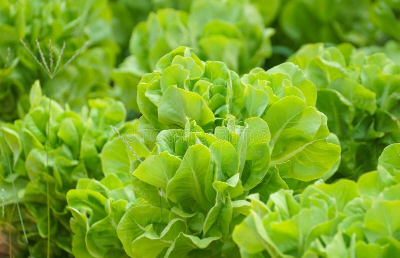 Butterhead vegetable stock image. Image of lettuce, green 90253733