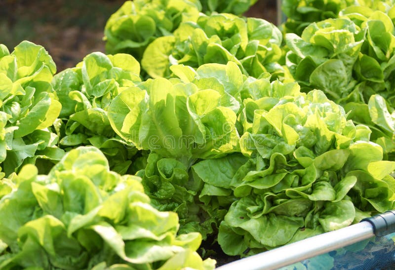 Butterhead vegetable stock photo. Image of garden, leaf 90253774