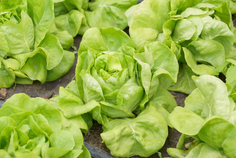 Butterhead vegetable stock image. Image of plant, leaf 85451515