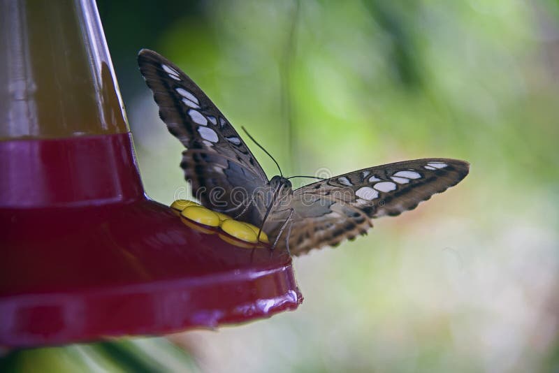 Butterly drinks from hummingbird feeder