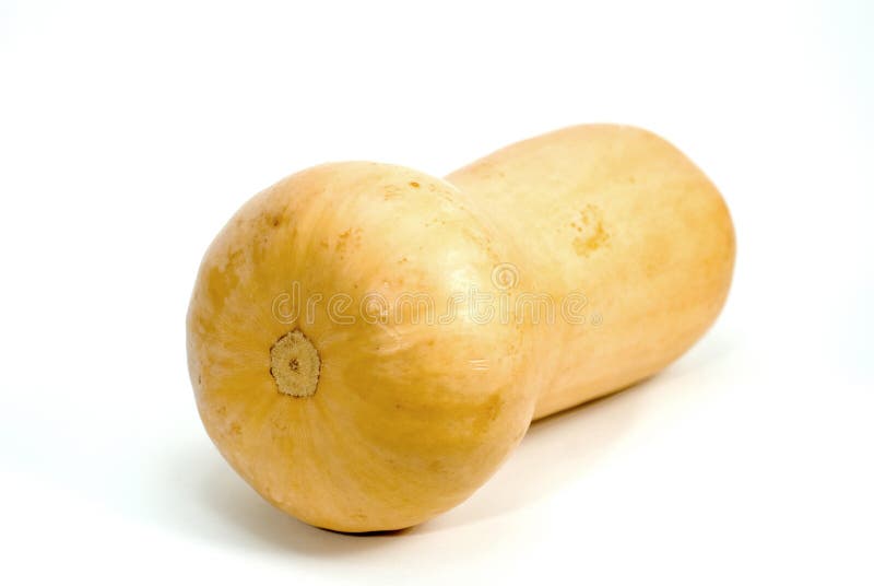Butternut squash stock image. Image of vegetarian, squash 1598405