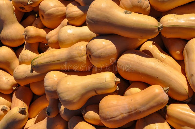 Butternut Squash