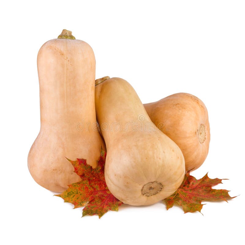Butternut Squash. Butternut Pumpkin with Fall Leaves Isolated on White