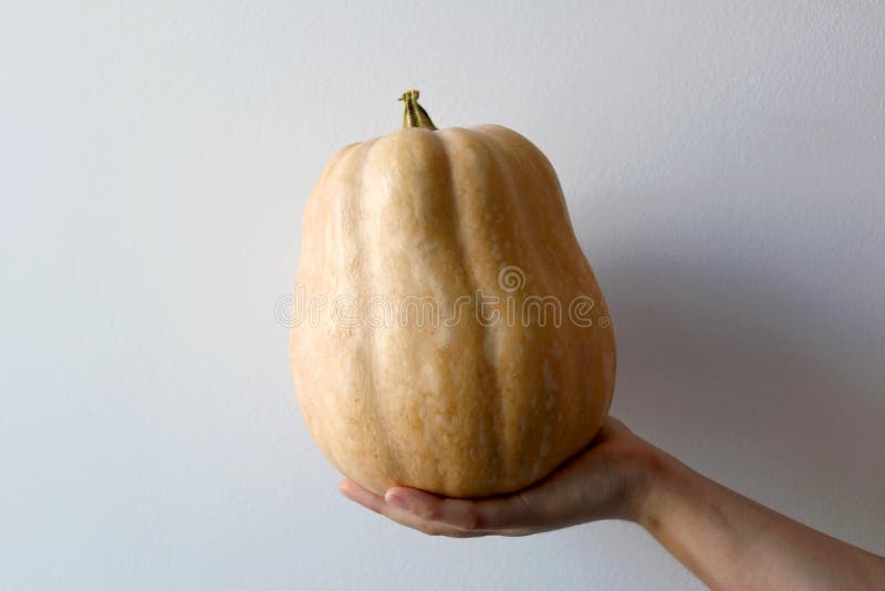 Butternut Squash stock photo. Image of inside, fresh 157349156