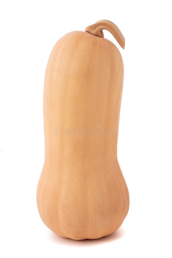 Butternut squash stock photo. Image of ripe, vegetable 179167750