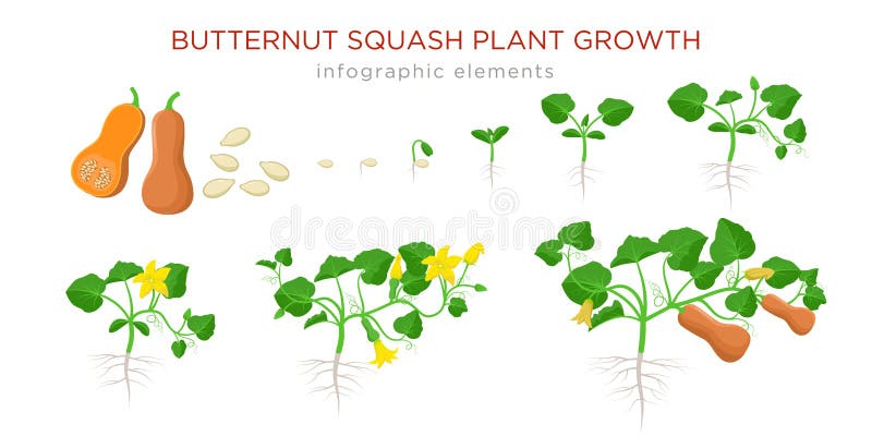 Butternut squash plant growth stages infographic elements in flat design. Planting process of Cucurbita moschata from