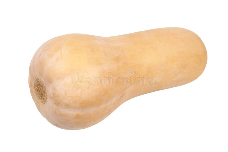 Butternut squash on white stock image. Image of vegetable ...