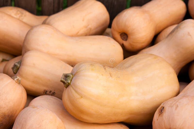Butternut κολοκύνθη στοκ φωτογραφία με δικαίωμα ελεύθερης χρήσης