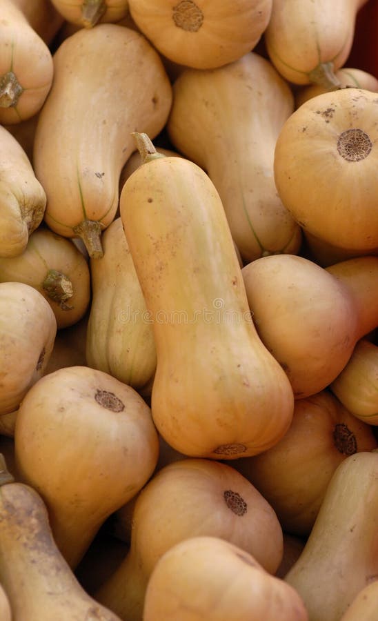 Butternut κολοκύνθη στοκ εικόνες με δικαίωμα ελεύθερης χρήσης