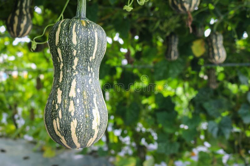 Butternutkürbis, der in der Feldanlage wächst lizenzfreies stockbild Butternutkürbis, der in der Feldanlage wächst lizenzfreies stockbild
