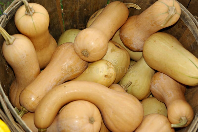 butternutsquash arkivfoton butternutsquash arkivfoton