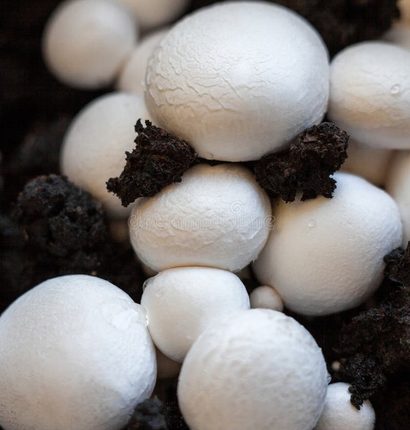 Button Mushrooms in the Ground Stock Image - Image of closeup, edible ...