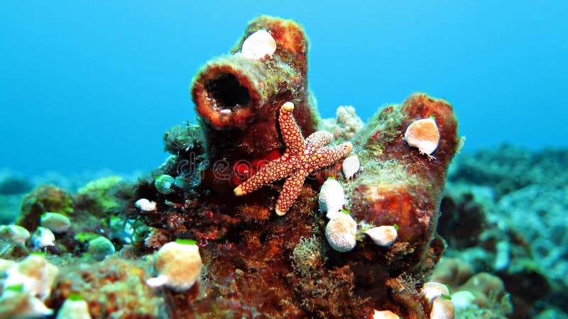 Button Star Fish royalty free stock photos Button Star Fish royalty free stock photos