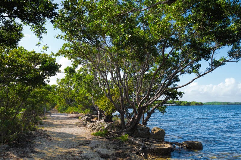 Buttonwood w Biscayne parku narodowym zdjęcia stock Buttonwood w Biscayne parku narodowym zdjęcia stock