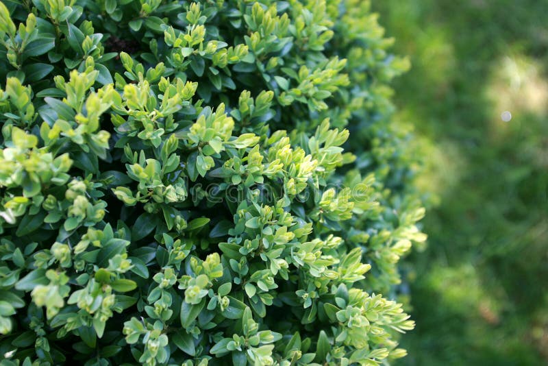 Buxus hedge