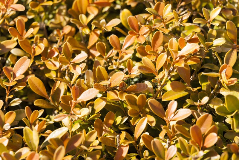 Buxus Microphylla in its winter colour