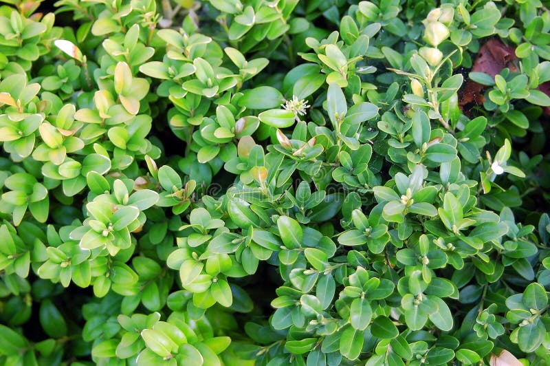 Buxus sempervirens plant. Close up of green buxus sempervirens plant stock image