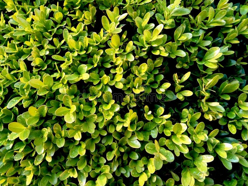 Buxus sempervirens plant in the garden