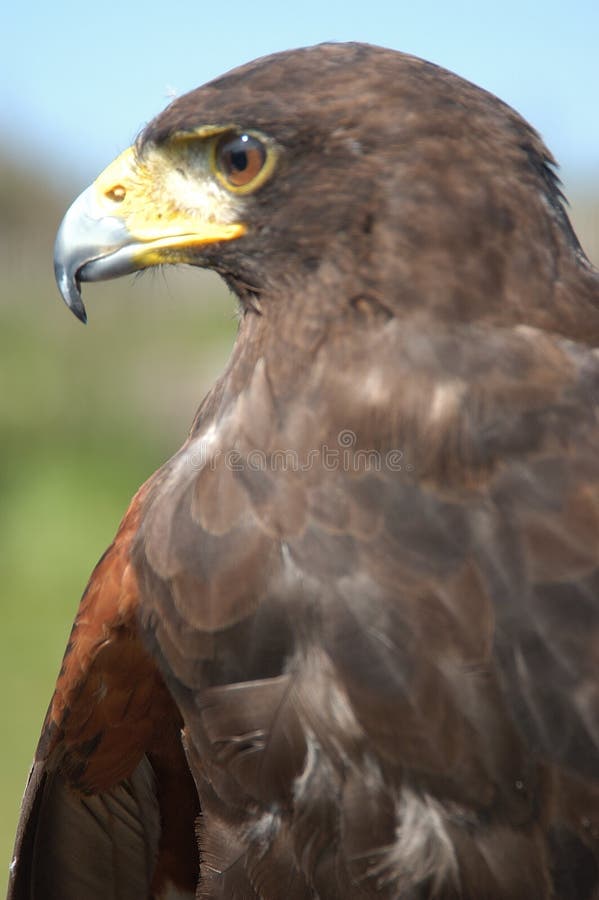 Buzzard