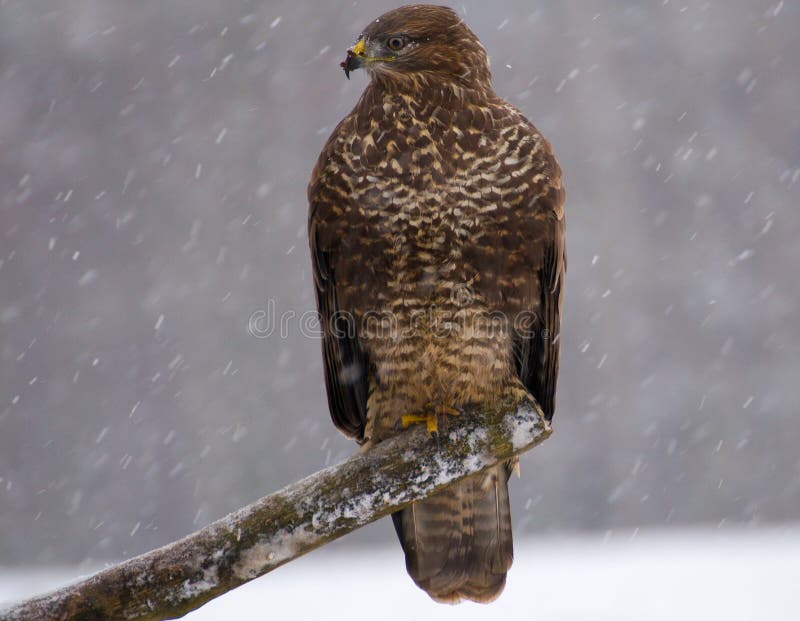 Buzzard - Buteo buteo