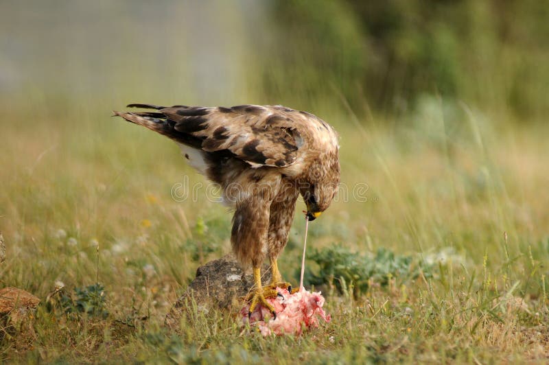 Buzzard eating carrion in the field