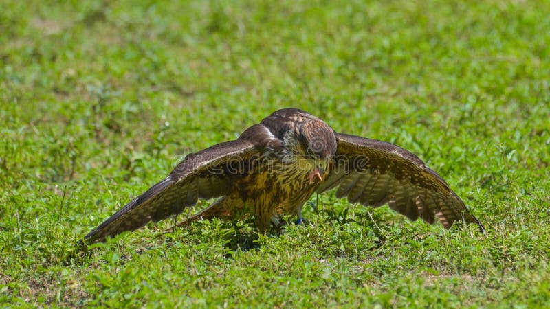 Buzzard eating a prey, in the meadow