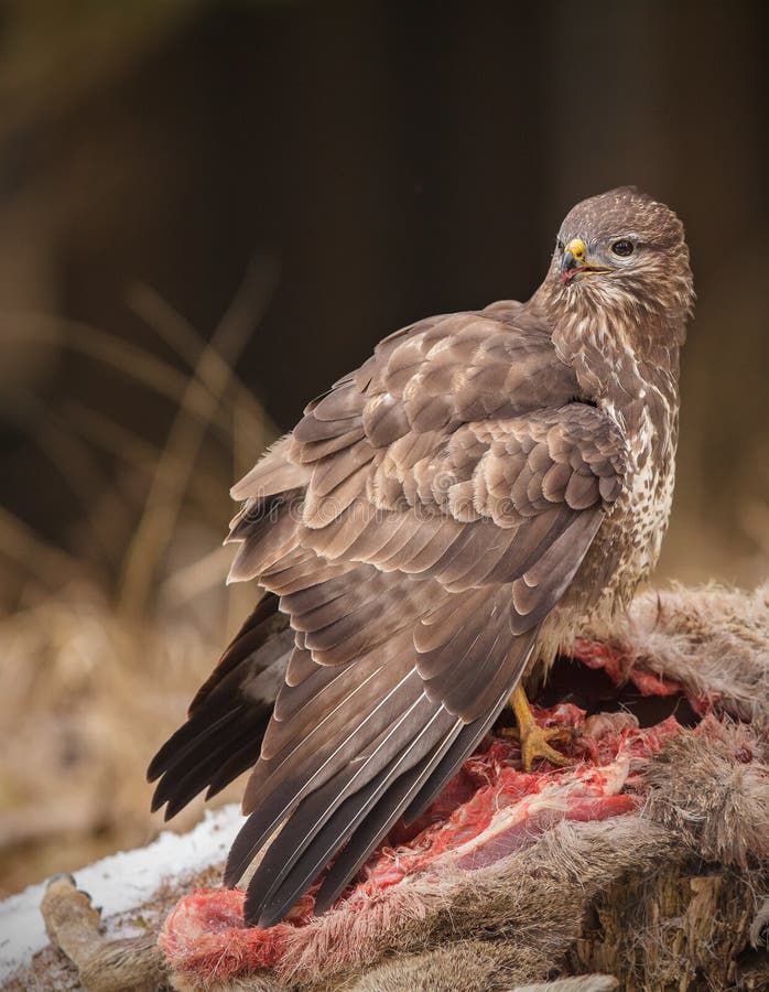 Buzzard feeding upon deer carcass