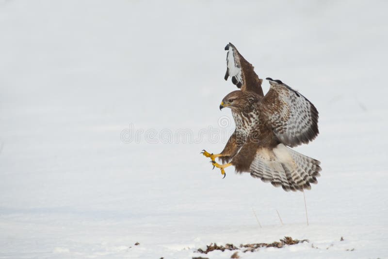 Buzzard landing stock photo. Image of prey, talons, buzzard 12786046