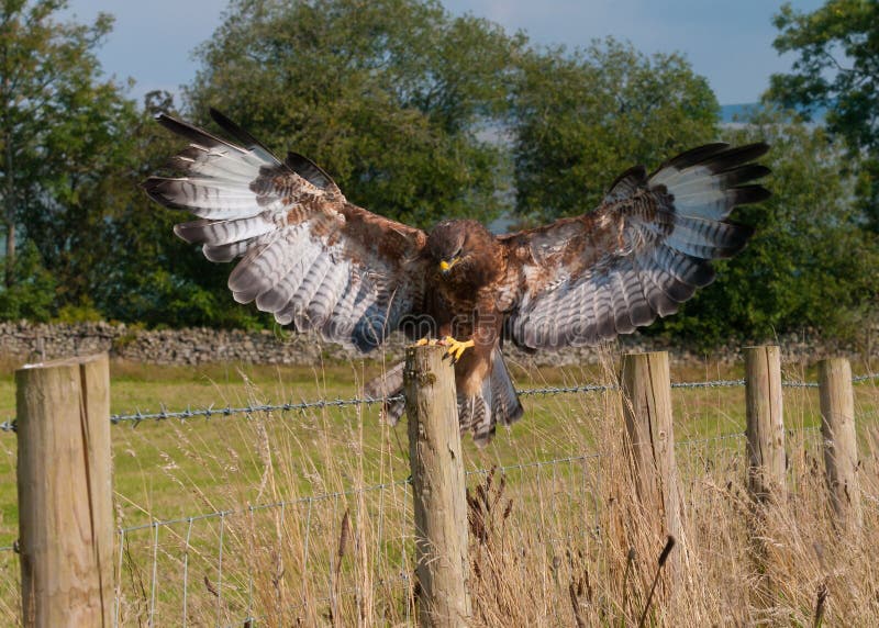 Buzzard landing stock image. Image of raptor, cumbria 16153499
