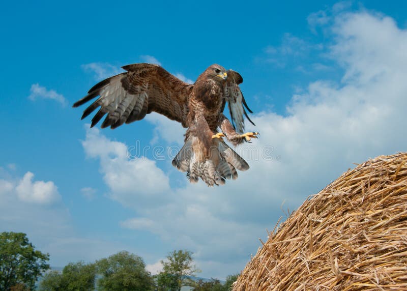 Buzzard landing