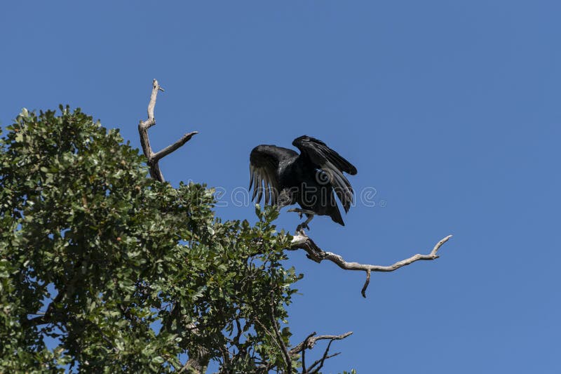 Buzzard landing in tree with arched wings royalty free stock photo